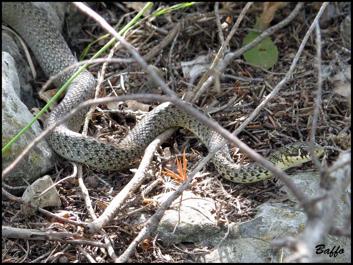Cervone ?  No: Hierophis gemonensis